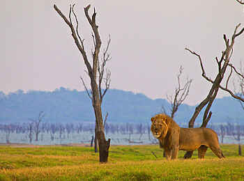 Konkamoya Lodge: Löwe am Seeufer Konkamoya Lodge: Löwe am Seeufer