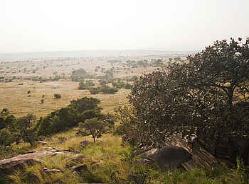 Lamai Serengeti: Abwechslungsreiche Landschaft Lamai Serengeti: Abwechslungsreiche Landschaft