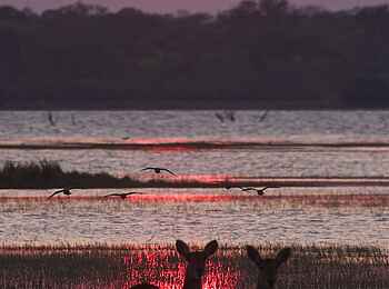 Konkamoya Lodge: Pukus im Sonnenuntergang Konkamoya Lodge: Pukus im Sonnenuntergang