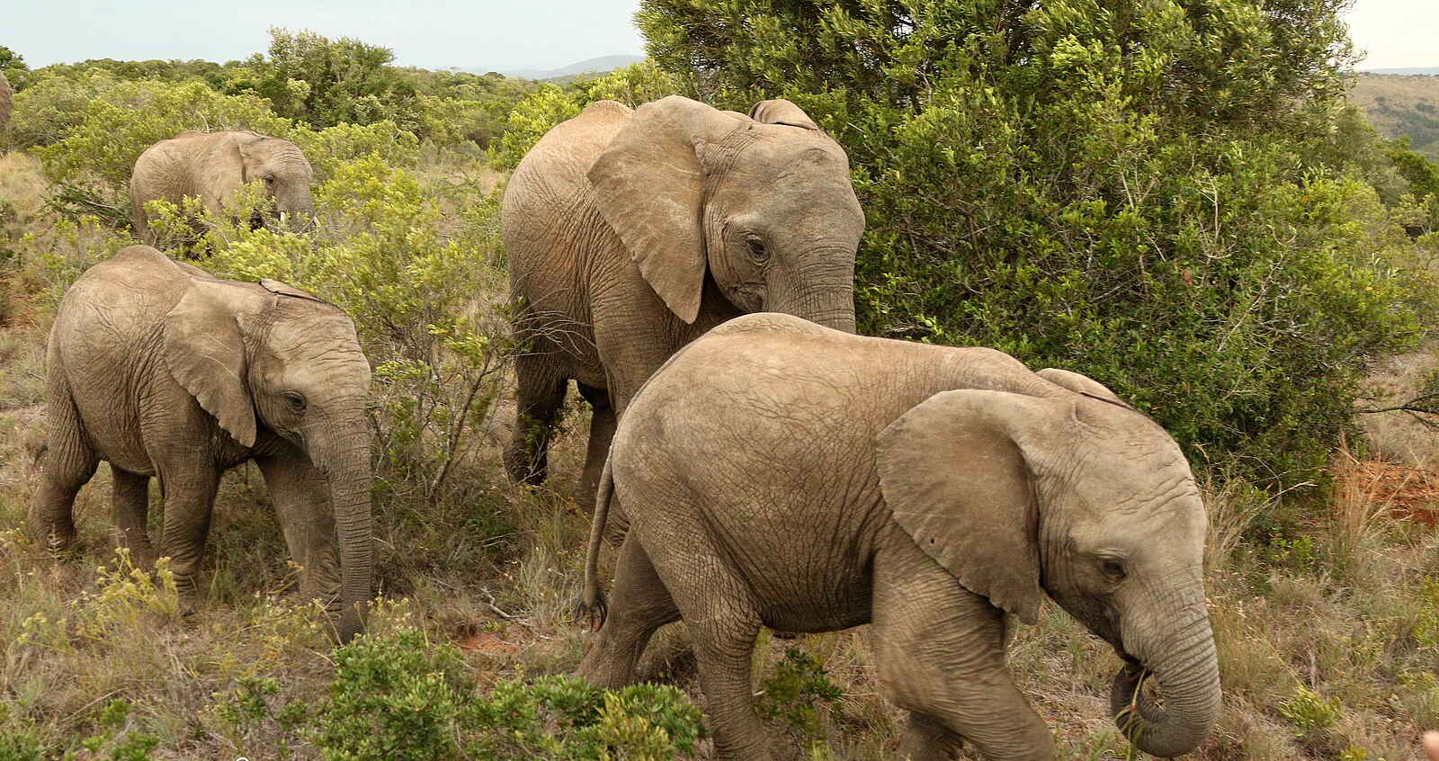 Founders Lodge by Mantis: Elefanten im Busch Founders Lodge by Mantis: Elefanten im Busch