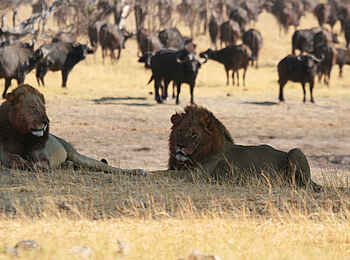 Camp Hwange: Entspannte Löwen Camp Hwange: Entspannte Löwen