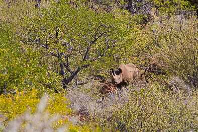 Grootberg Lodge: Breitmaulnashorn