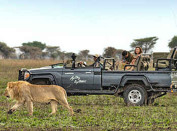 Legendary Nyasi Tented Camp: Begegnung mit einem Löwen Legendary Nyasi Tented Camp: Begegnung mit einem Löwen