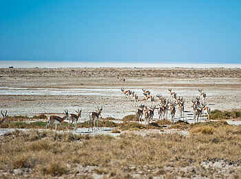 Etosha King Nehale: Eine Herde von Springböcken Etosha King Nehale: Eine Herde von Springböcken