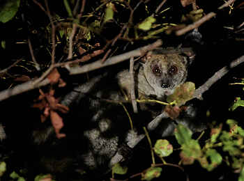 Konkamoya Lodge: Bush Baby Konkamoya Lodge: Bush Baby
