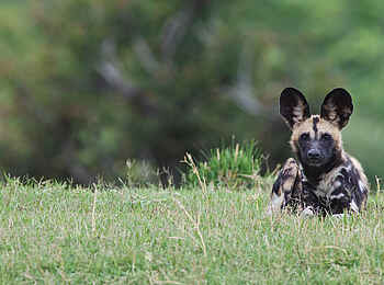Konkamoya Lodge: Ruhender Wildhund Konkamoya Lodge: Ruhender Wildhund