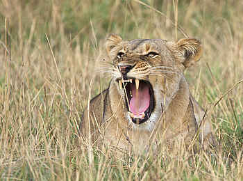 Konkamoya Lodge: Gähnende Löwin Konkamoya Lodge: Gähnende Löwin