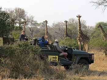 MalaMala Main Camp: Beobachtung von Giraffen MalaMala Main Camp: Beobachtung von Giraffen