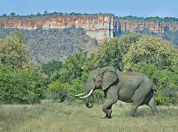 Chilo Gorge Safari Lodge: Elefant vor den Chilojo Cliffs Chilo Gorge Safari Lodge: Elefant vor den Chilojo Cliffs