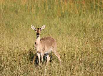 Sitatunga Private Island Camp: Antilope Sitatunga Private Island Camp: Antilope