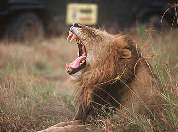 MalaMala Camp: Gähnender Löwe MalaMala Camp: Gähnender Löwe