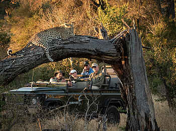 MalaMala Camp: Dösender Leopard MalaMala Camp: Dösender Leopard