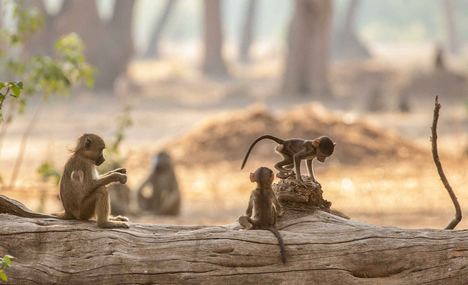 Amanzi Camp: Verspielte Paviane Amanzi Camp: Verspielte Paviane