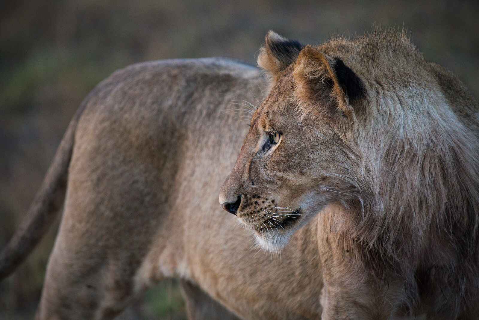 Chisa Busanga Camp: Junger Löwe Chisa Busanga Camp: Junger Löwe