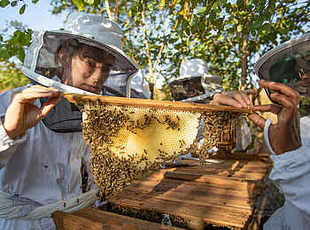 Muzimu Lodge: Hilfe beim Honig-Projekt Muzimu Lodge: Hilfe beim Honig-Projekt