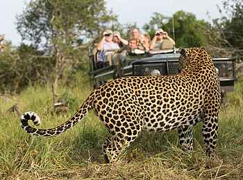 MalaMala Camp: Game Drive mit Leopard MalaMala Camp: Game Drive mit Leopard