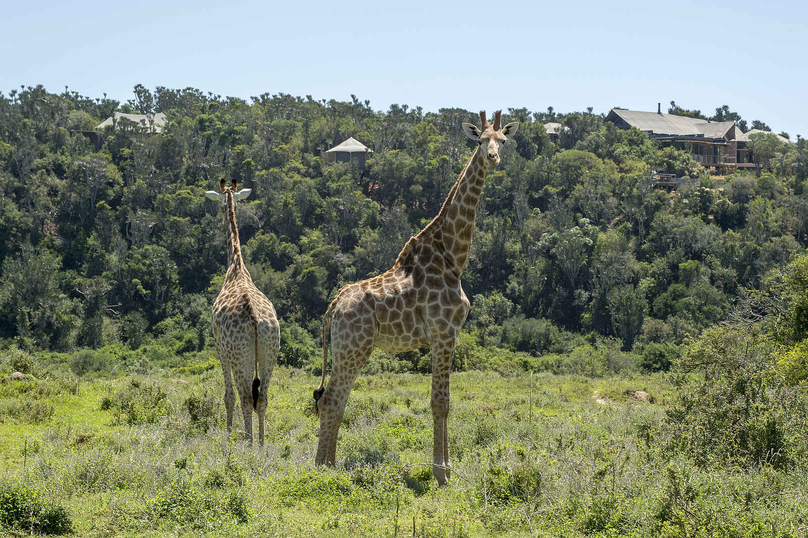 Kariega River Lodge: Giraffen nahe der Lodge Kariega River Lodge: Giraffen nahe der Lodge