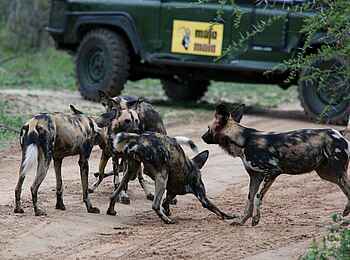 MalaMala Camp: Wildhunde MalaMala Camp: Wildhunde