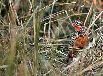 Konkamoya Lodge: Rosy-throated Longclaw Konkamoya Lodge: Rosy-throated Longclaw