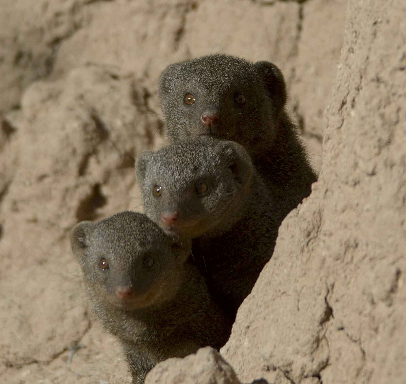 Camp Hwange: Neugierige Zwergmangusten Camp Hwange: Neugierige Zwergmangusten