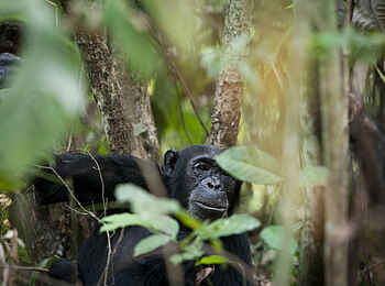 Greystoke Mahale: Schimpansen im Busch Greystoke Mahale: Schimpansen im Busch