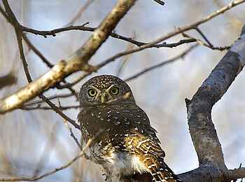 Konkamoya Lodge: Pearl-spotted Owlet - Glaucidium perlatum Konkamoya Lodge: Pearl-spotted Owlet - Glaucidium perlatum