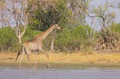 Camp Tawana: Giraffe im Wasser