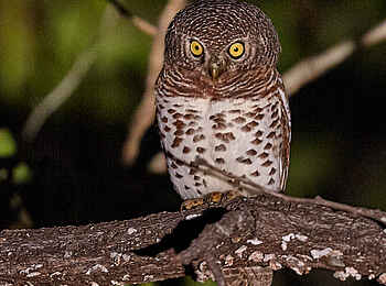 Konkamoya Lodge: African Barred Owlet - Glaucidium capense Konkamoya Lodge: African Barred Owlet - Glaucidium capense