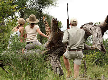 MalaMala Camp: Buschwanderung mit Giraffe MalaMala Camp: Buschwanderung mit Giraffe