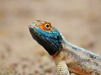 Dinaka Lodge: Wüstenechse Dinaka Lodge: Wüstenechse