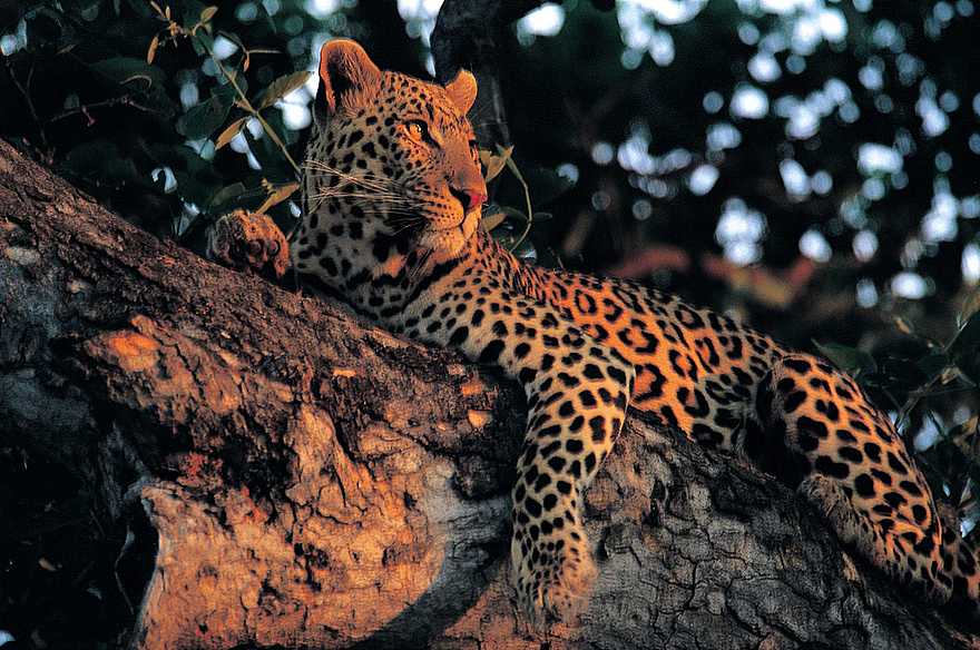 Miracle Rivers Komfort Safari: Mit etwas Glück sichtet man Leoparden Miracle Rivers Komfort Safari: Mit etwas Glück sichtet man Leoparden