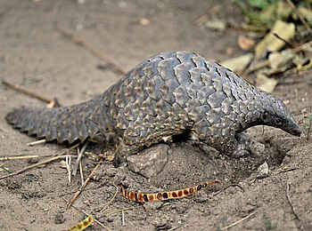 Muzimu Lodge: Schuppentier Muzimu Lodge: Schuppentier