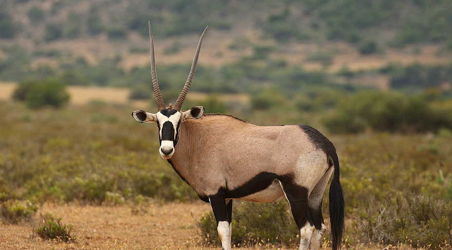 Founders Lodge by Mantis: Oryxantilope Founders Lodge by Mantis: Oryxantilope