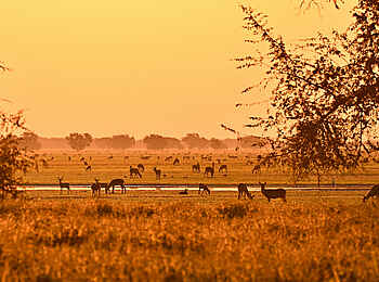 Muzimu Lodge: Morgenstimmung Muzimu Lodge: Morgenstimmung