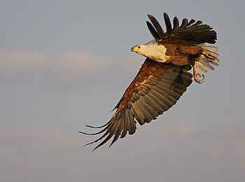 Konkamoya Lodge: African Fish Eagle Konkamoya Lodge: African Fish Eagle
