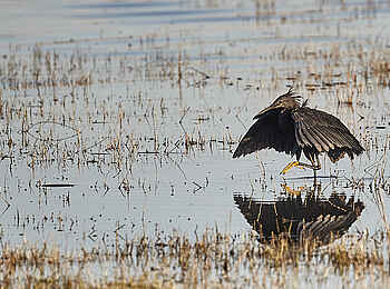 Konkamoya Lodge: Black Heron - Egretta ardesiaca Konkamoya Lodge: Black Heron - Egretta ardesiaca