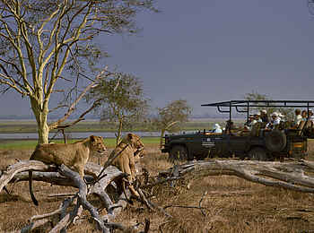 Muzimu Lodge: Löwen Sichtung Muzimu Lodge: Löwen Sichtung