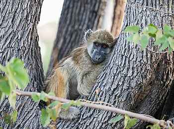 Sitatunga Private Island Camp: Pavian im Baum Sitatunga Private Island Camp: Pavian im Baum