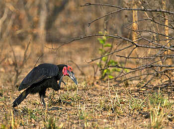 Konkamoya Lodge: Ground Hornbill Konkamoya Lodge: Ground Hornbill
