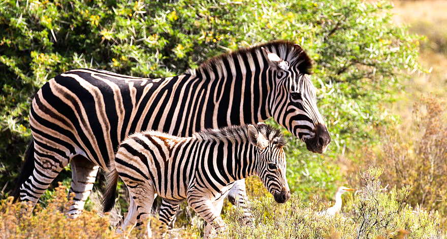 Founders Lodge by Mantis: Zebras Founders Lodge by Mantis: Zebras