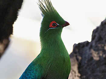 Konkamoya Lodge: Schalow's Turaco - Touraco schalowi Konkamoya Lodge: Schalow's Turaco - Touraco schalowi