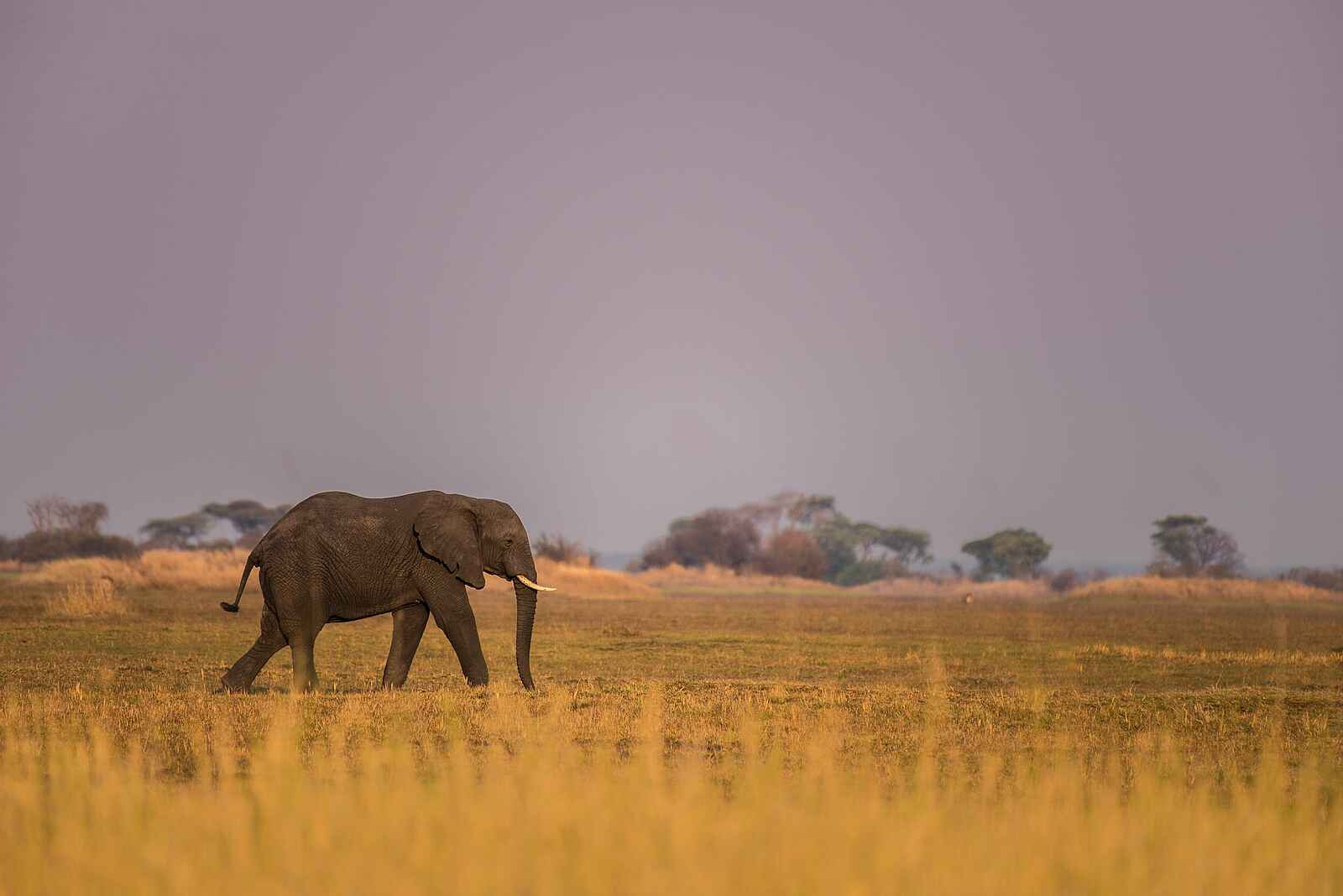 Chisa Busanga Camp: Elefant Chisa Busanga Camp: Elefant