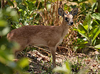 Konkamoya Lodge: Sharpe's Grysbok Konkamoya Lodge: Sharpe's Grysbok