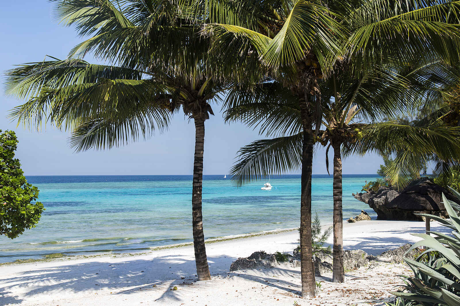 The Aiyana: Palmen am Strand The Aiyana: Palmen am Strand