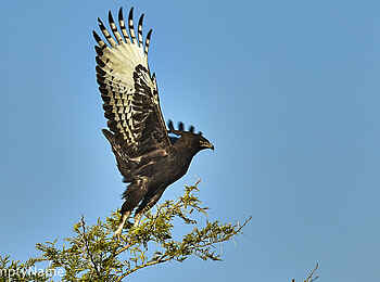 Konkamoya Lodge: Crested Eagle Konkamoya Lodge: Crested Eagle