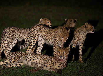 Konkamoya Lodge: Gepardengruppe Konkamoya Lodge: Gepardengruppe