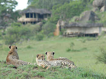 Lamai Serengeti: Geparden vor der Lodge Lamai Serengeti: Geparden vor der Lodge