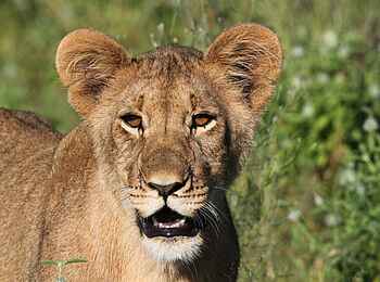 Dinaka Lodge: Löwenportrait Dinaka Lodge: Löwenportrait