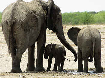Etosha King Nehale: Eine Elefantenfamilie Etosha King Nehale: Eine Elefantenfamilie