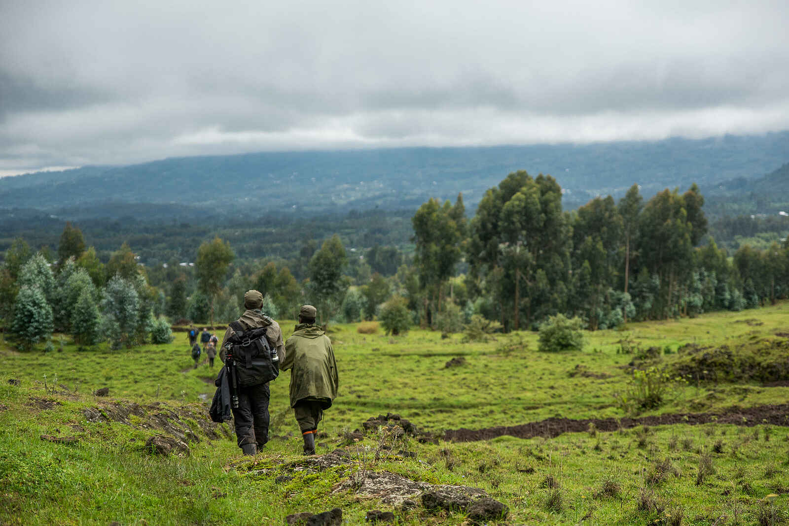 Wilderness Sabyinyo: Gorilla Trekking Wilderness Sabyinyo: Gorilla Trekking